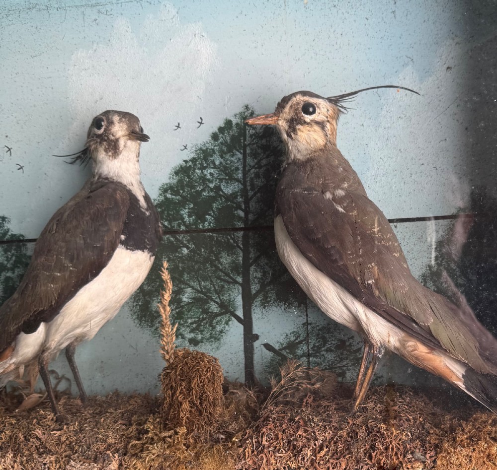 Cased Taxidermy Lapwings View VIII