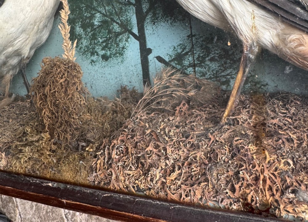 Cased Taxidermy Lapwings View IX
