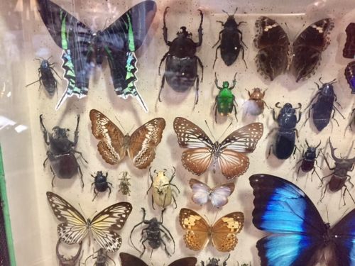 fig 1. Exceptional butterfly and other insects collection c.1930