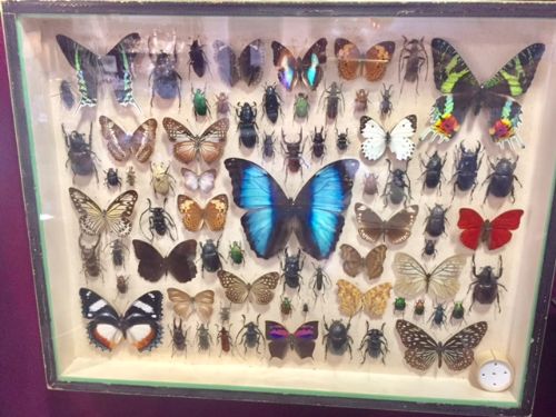 Exceptional Butterfly and Other Insects Collection C.1930