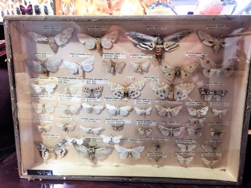 Early 20th Century Collection of Moths C.1910