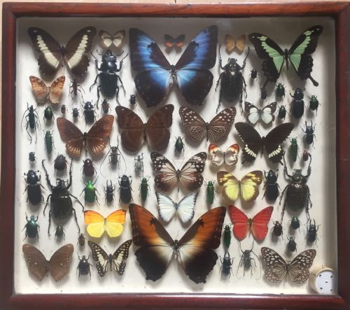 Collection of Butterflies and Other Insects C.1930