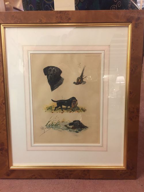 Original French Lithograph of a Hunting Labrador C.1910
