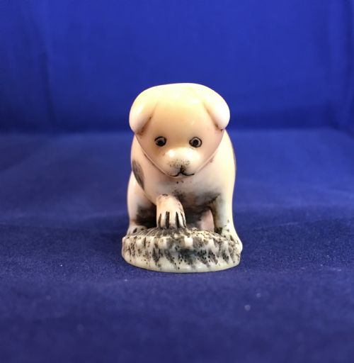 meiji period ivory netsuke of puppy holding an abalone shell - CATEGORY: ANTIQUE MISCELLANEOUS - DATED 1910