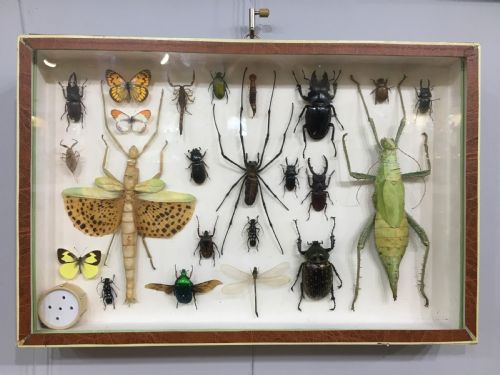 FRENCH INSECT COLLECTION EARLY C20TH - ADDITIONAL PHOTO 1