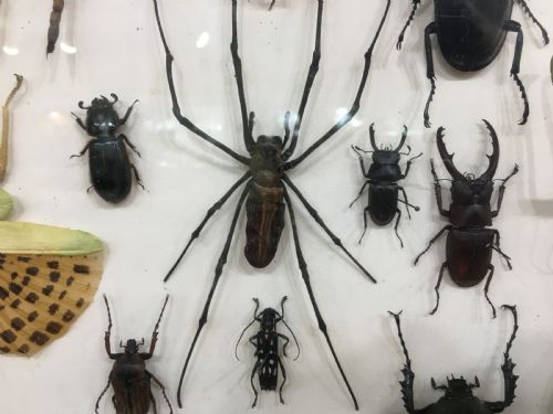 FRENCH INSECT COLLECTION EARLY C20TH - ADDITIONAL PHOTO 3