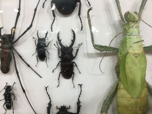 FRENCH INSECT COLLECTION EARLY C20TH - ADDITIONAL PHOTO 4