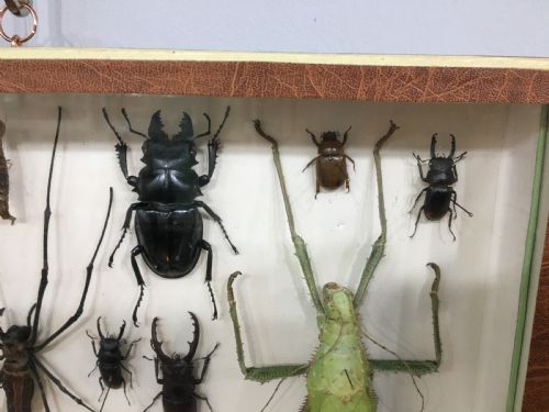 FRENCH INSECT COLLECTION EARLY C20TH - ADDITIONAL PHOTO 5