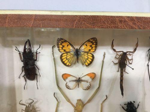 FRENCH INSECT COLLECTION EARLY C20TH - ADDITIONAL PHOTO 6