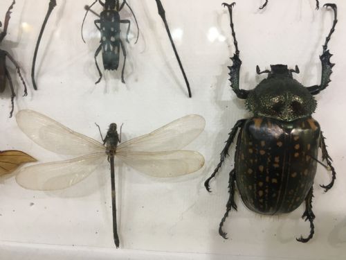 FRENCH INSECT COLLECTION EARLY C20TH - ADDITIONAL PHOTO 8