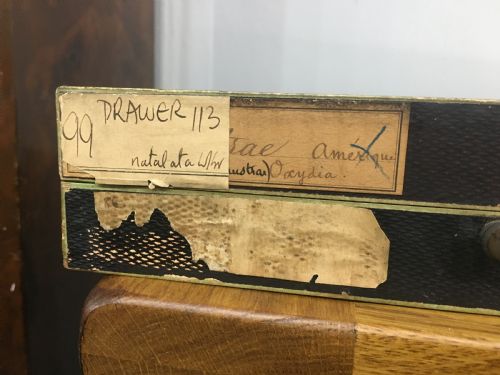 VINTAGE COLLECTION OF EXOTIC INSECTS C1930 - ADDITIONAL PHOTO 4