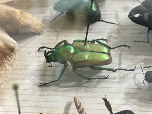 VINTAGE COLLECTION OF EXOTIC INSECTS C1930 - ADDITIONAL PHOTO 7