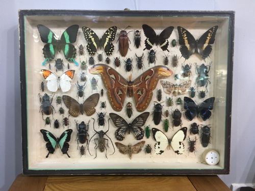 VINTAGE COLLECTION OF EXOTIC INSECTS C1930 - ADDITIONAL PHOTO 9