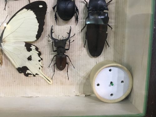 VINTAGE COLLECTION OF EXOTIC INSECTS C1930 - ADDITIONAL PHOTO 12