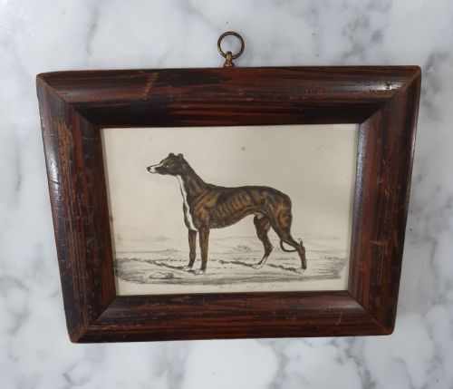 watercolour of greyhound 1840 signed by artist mounted in frame hanging loop - CATEGORY: ANTIQUE ART - DATED 19TH CENTURY