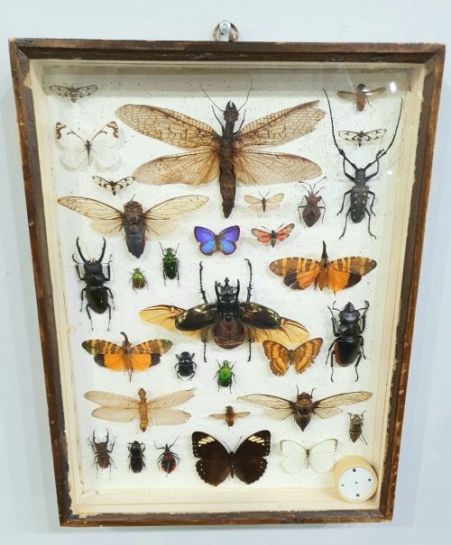 VINTAGE COLLECTION OF EXOTIC BUTTERFLIES BUGS AND MOTHS C1930 - ADDITIONAL PHOTO 3