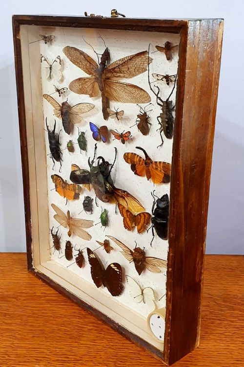 VINTAGE COLLECTION OF EXOTIC BUTTERFLIES BUGS AND MOTHS C1930 - ADDITIONAL PHOTO 4