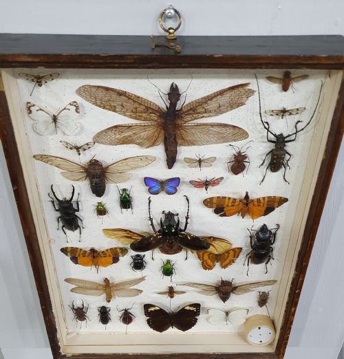 vintage collection of exotic butterflies bugs and moths c1930 - CATEGORY: ANTIQUE MISCELLANEOUS - DATED 1930