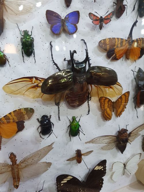 VINTAGE COLLECTION OF EXOTIC BUTTERFLIES BUGS AND MOTHS C1930 - ADDITIONAL PHOTO 6