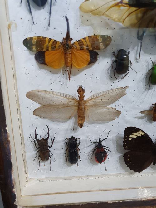 VINTAGE COLLECTION OF EXOTIC BUTTERFLIES BUGS AND MOTHS C1930 - ADDITIONAL PHOTO 2