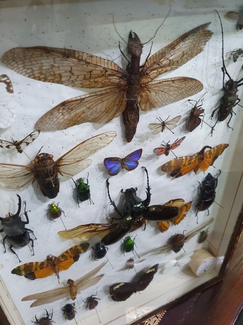 VINTAGE COLLECTION OF EXOTIC BUTTERFLIES BUGS AND MOTHS C1930 - ADDITIONAL PHOTO 1