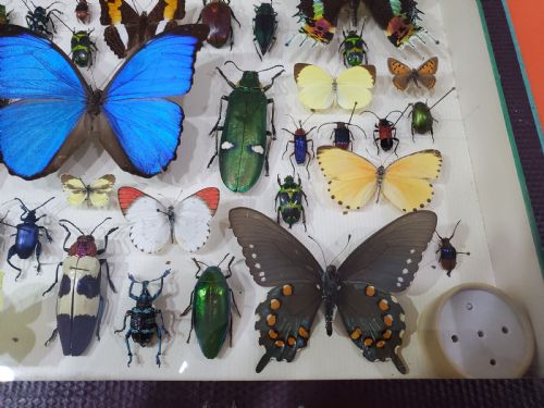 FRENCH COLLECTION OF BUTTERFLIES OTHER INSECTS C1930 - ADDITIONAL PHOTO 11