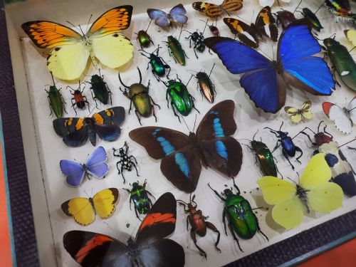 FRENCH COLLECTION OF BUTTERFLIES OTHER INSECTS C1930 - ADDITIONAL PHOTO 1