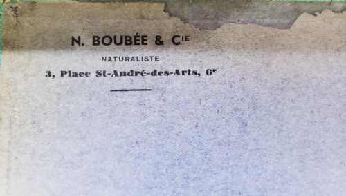 FRENCH COLLECTION OF BUTTERFLIES OTHER INSECTS C1930 - ADDITIONAL PHOTO 3