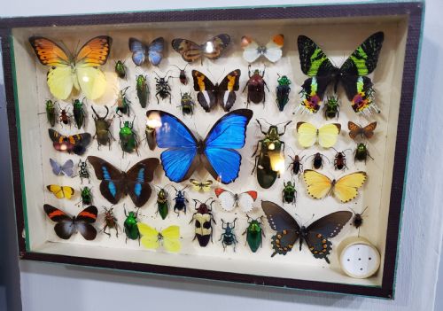 FRENCH COLLECTION OF BUTTERFLIES OTHER INSECTS C1930 - ADDITIONAL PHOTO 6