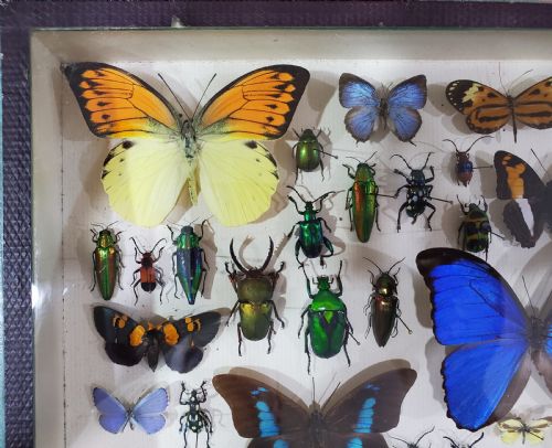 FRENCH COLLECTION OF BUTTERFLIES OTHER INSECTS C1930 - ADDITIONAL PHOTO 9