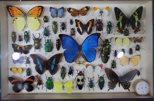 FRENCH COLLECTION OF BUTTERFLIES OTHER INSECTS C1930 - ADDITIONAL PHOTO 10