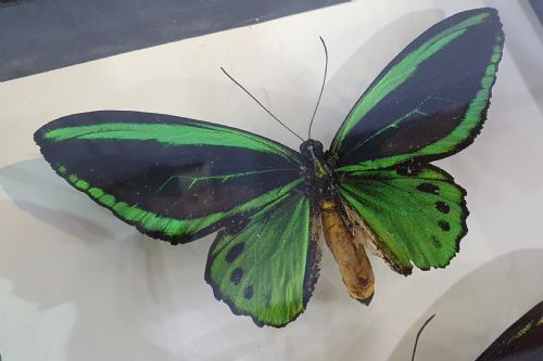 PAIR OF LARGE MOUNTED BUTTERFLIES C1930 - ADDITIONAL PHOTO 1