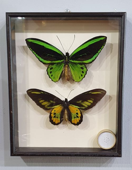 pair of large mounted butterflies c1930 - CATEGORY: ANTIQUE MISCELLANEOUS - DATED 1930