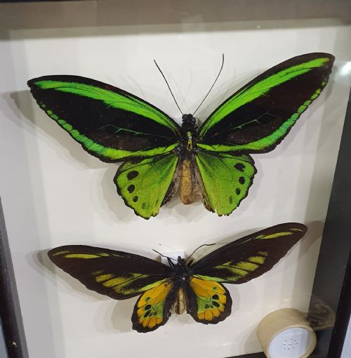 PAIR OF LARGE MOUNTED BUTTERFLIES C1930 - ADDITIONAL PHOTO 3
