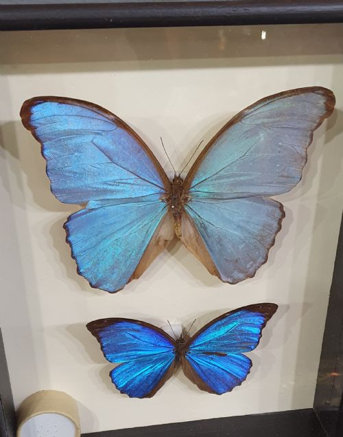 PAIR OF LARGE MOUNTED BUTTERFLIES C1930 - ADDITIONAL PHOTO 1
