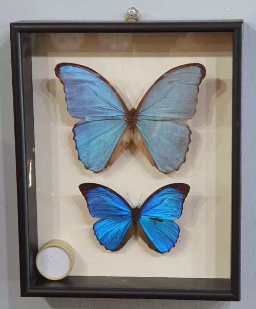 pair of large mounted butterflies c1930 - CATEGORY: ANTIQUE MISCELLANEOUS - DATED 1930