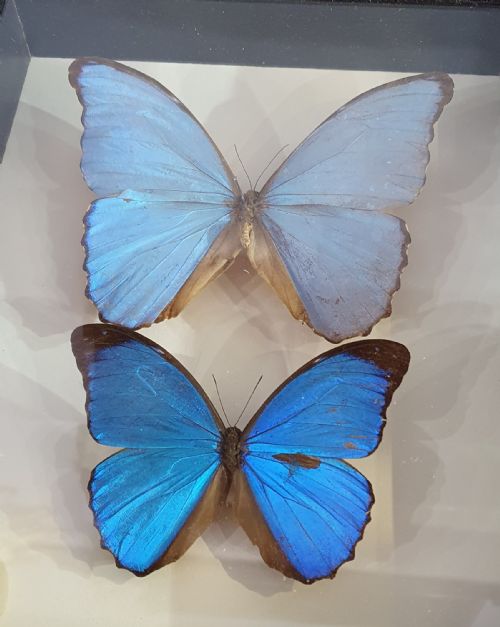 PAIR OF LARGE MOUNTED BUTTERFLIES C1930 - ADDITIONAL PHOTO 4