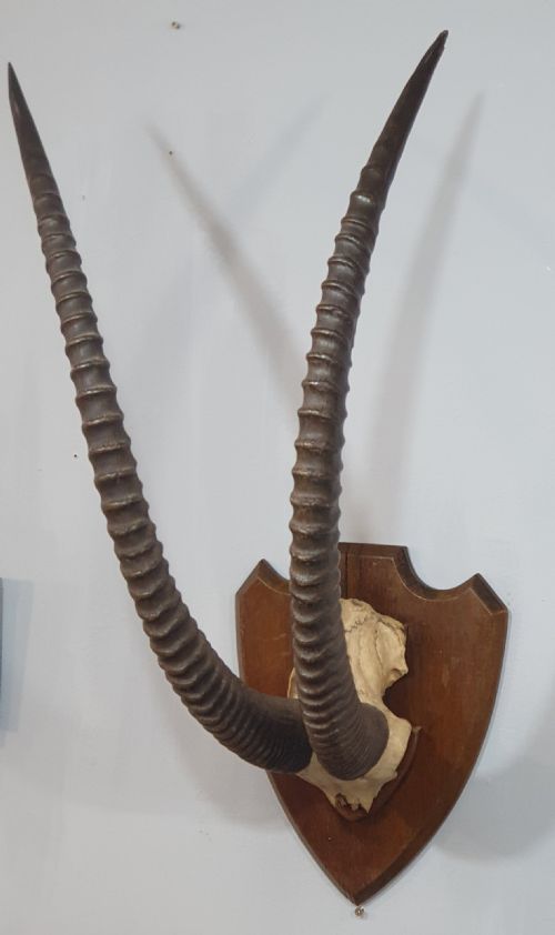 A LARGE PAIR OF AFRICAN SABLE HORNS MOUNTED ON WOODEN SHIELD - ADDITIONAL PHOTO 1