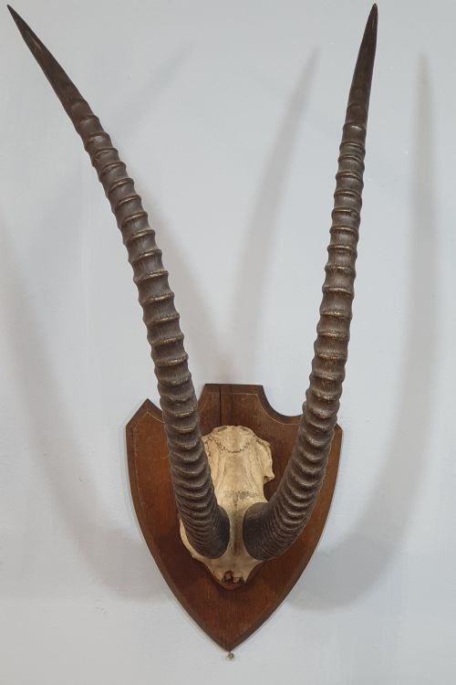 a large pair of african sable horns mounted on wooden shield - CATEGORY: ANTIQUE MISCELLANEOUS - DATED 1920