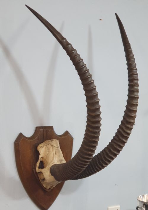 A LARGE PAIR OF AFRICAN SABLE HORNS MOUNTED ON WOODEN SHIELD - ADDITIONAL PHOTO 2