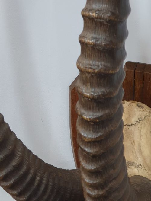 A LARGE PAIR OF AFRICAN SABLE HORNS MOUNTED ON WOODEN SHIELD - ADDITIONAL PHOTO 3