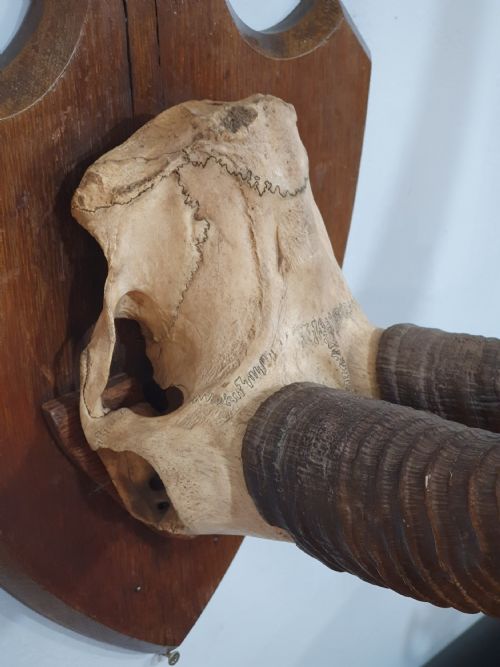 A LARGE PAIR OF AFRICAN SABLE HORNS MOUNTED ON WOODEN SHIELD - ADDITIONAL PHOTO 4