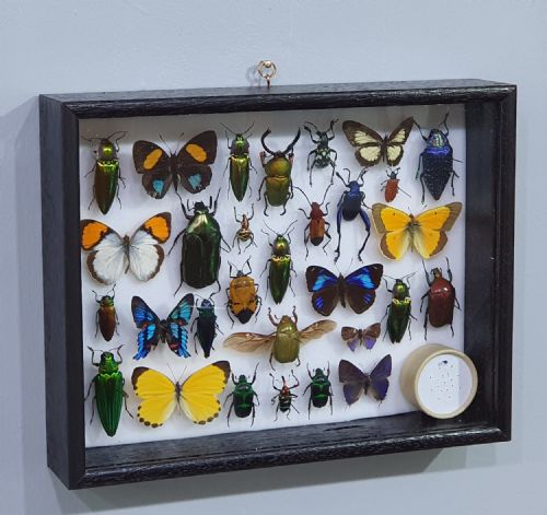 collection of the world's most beautiful insects c193040 - CATEGORY: ANTIQUE MISCELLANEOUS - DATED 1930