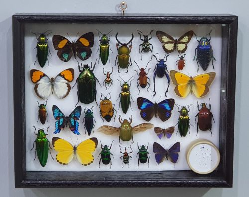 COLLECTION OF THE WORLD'S MOST BEAUTIFUL INSECTS C193040 - ADDITIONAL PHOTO 1