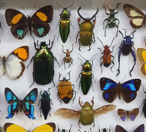 COLLECTION OF THE WORLD'S MOST BEAUTIFUL INSECTS C193040 - ADDITIONAL PHOTO 2