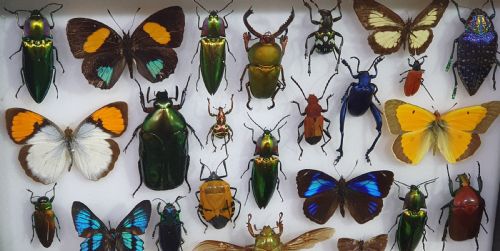 COLLECTION OF THE WORLD'S MOST BEAUTIFUL INSECTS C193040 - ADDITIONAL PHOTO 3
