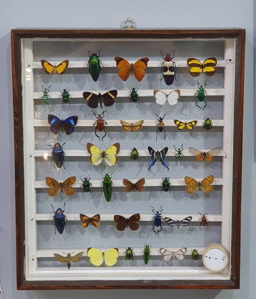 extremely rare antique double sided display of exotic insects - CATEGORY: ANTIQUE MISCELLANEOUS - DATED 1940