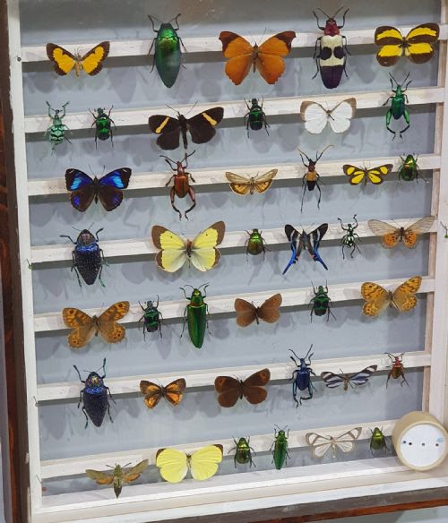 EXTREMELY RARE ANTIQUE DOUBLE SIDED DISPLAY OF EXOTIC INSECTS - ADDITIONAL PHOTO 1