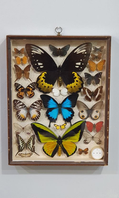 antique cased butterfly collection some rare species c1930 - CATEGORY: ANTIQUE MISCELLANEOUS - DATED 1930