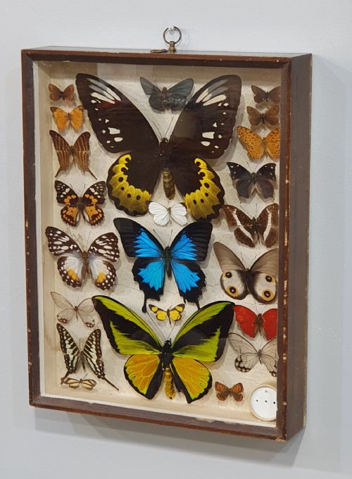 ANTIQUE CASED BUTTERFLY COLLECTION SOME RARE SPECIES C1930 - ADDITIONAL PHOTO 2